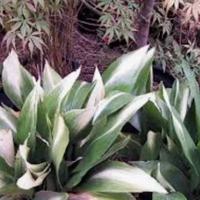 Aspidistra Asahi