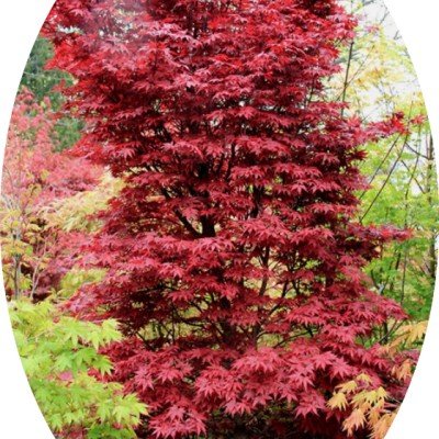 Acer palmatum Twomblys Red...