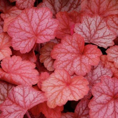 Heuchera “Georgia Peach”