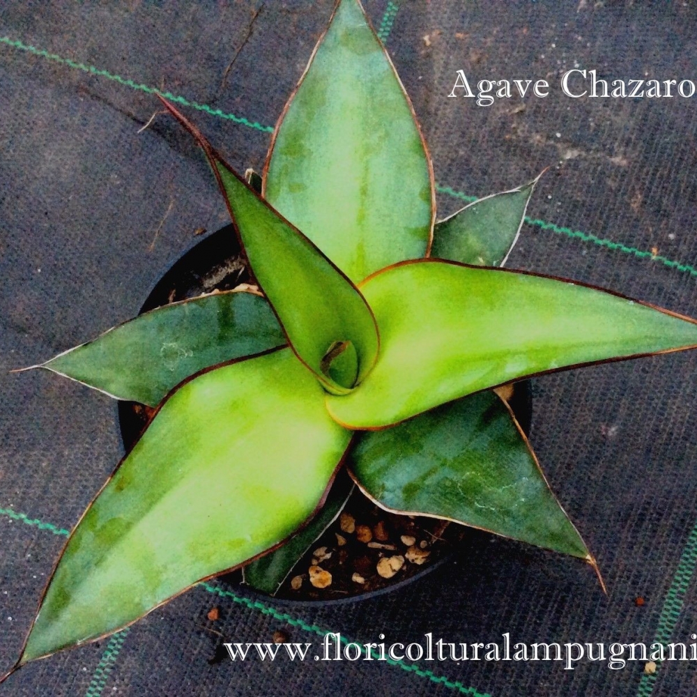 Agave Chazaroi