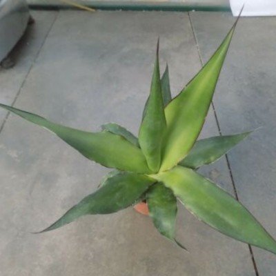 Agave Chazaroi