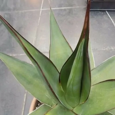 Agave Chazaroi