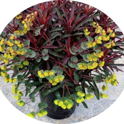 Euphorbia Minier's Merlot...