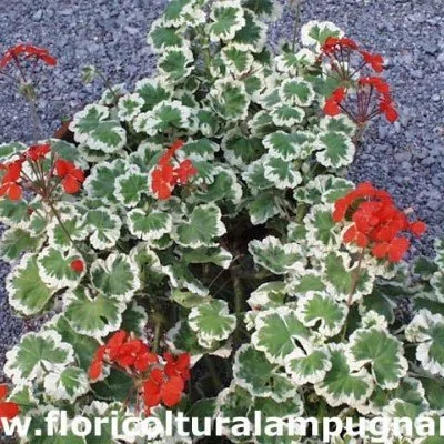 Pelargonium Flowers of Spring