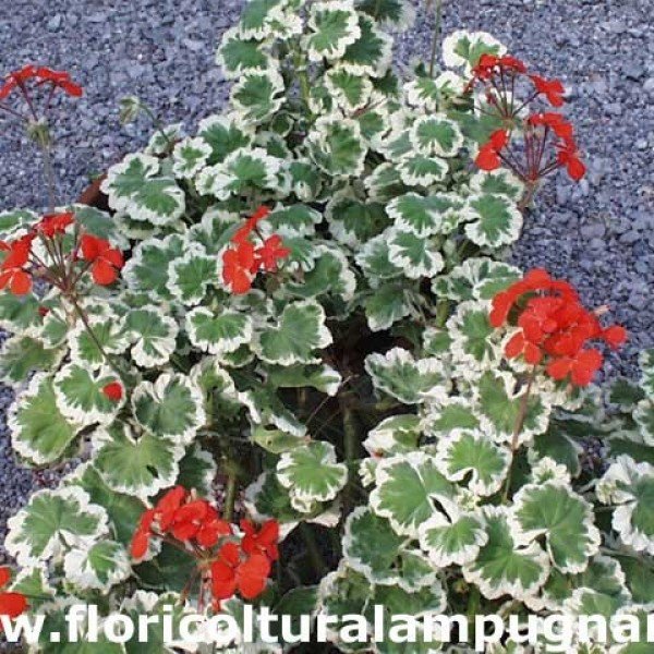 Pelargonium Flowers of Spring