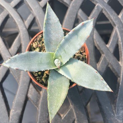 Agave Salmiana var. ferox...