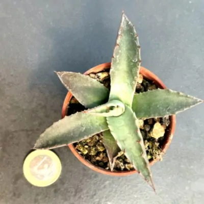 copy of Agave Bovicornuta