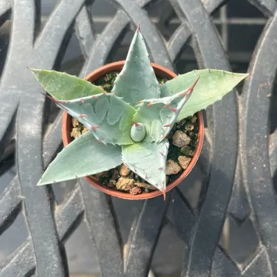 agave parassana vaso 5,5