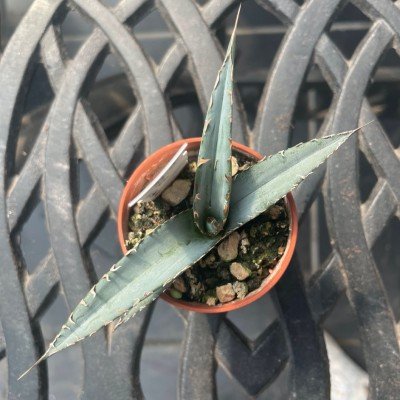 Agave Kerchovei Huajuapan Red