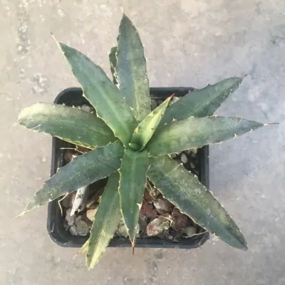 Agave Lophantha poselgeri