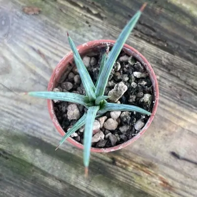 Agave stricta rubra