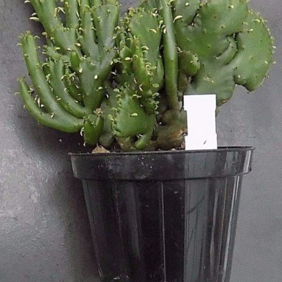 copy of Euphorbia mitriformis