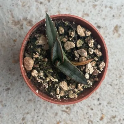 copy of Agave Utahensis