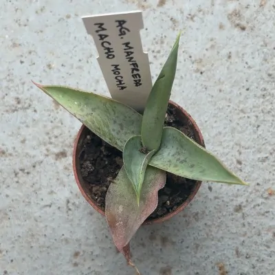 Agave Manfreda macho mocha