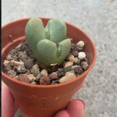 Conophytum elisae