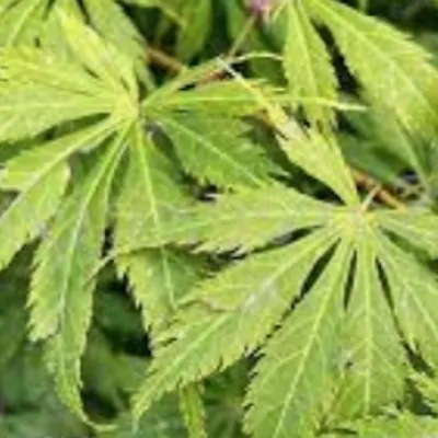 Acer palmatum Ki- Hakiijo