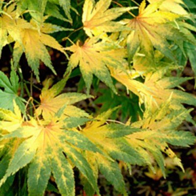 Acer palmatum Ki- Hakiijo