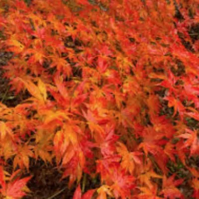 Acer palmatum Ki- Hakiijo...