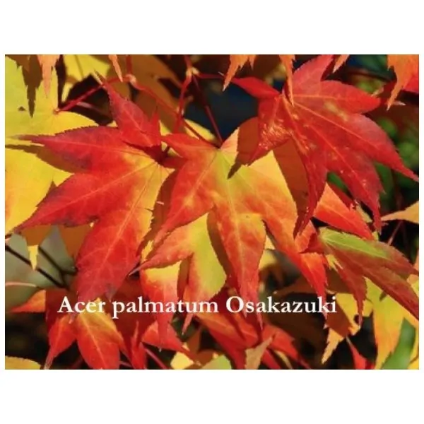 Acer palmatum osakazuki...