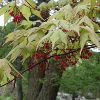 Acer palmatum osakasuki