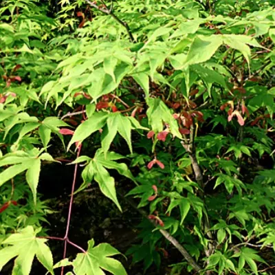 Acer Palmatum da seme vaso...