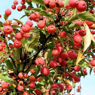 Malus Adirondack