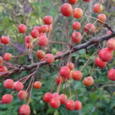 Malus Adirondack