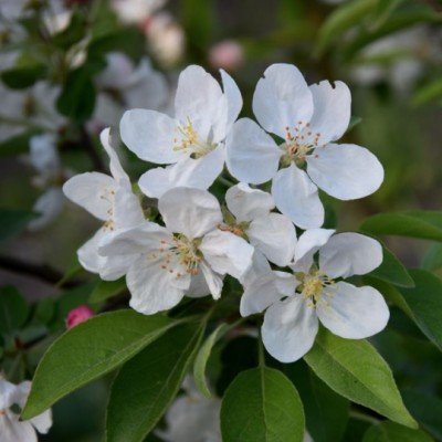 Malus Adirondack