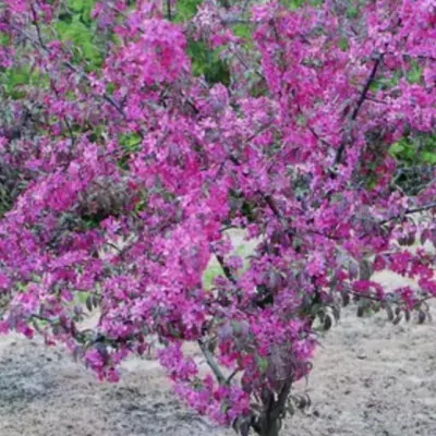 Malus Coccinella®