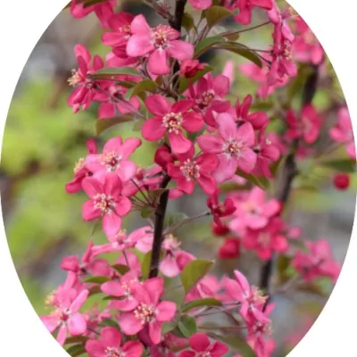 Malus Coccinella®