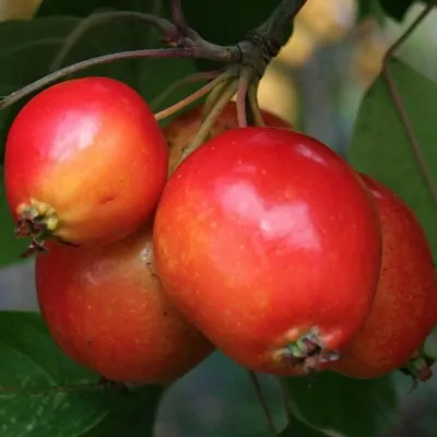 Malus John dawn