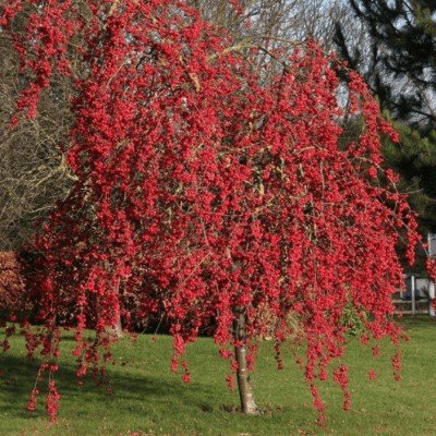 Malus Red Sentinel vaso 7x13