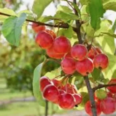 Malus Red Sentinel vaso 7x13