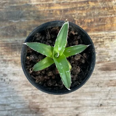 copy of Agave victoria reginae