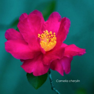 copy of Camellia sasanqua...