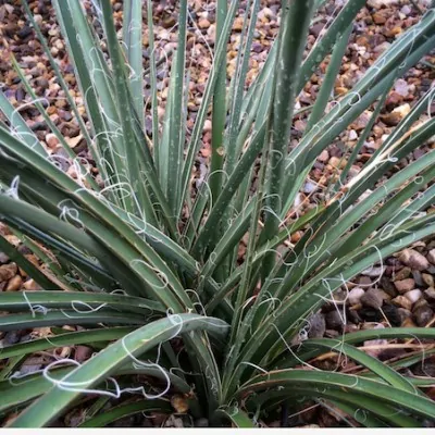 Hesperaloe Parviflora vaso 24