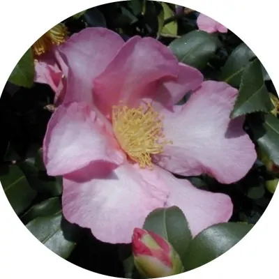 Camelia Sasanqua cm. 90/110...