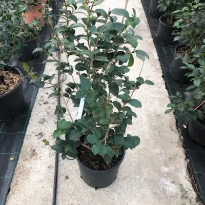 Camelia Sasanqua cm. 90/110...