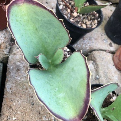 Kalanchoe Synsepala cm. 15