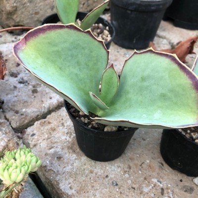 Kalanchoe Synsepala cm. 15