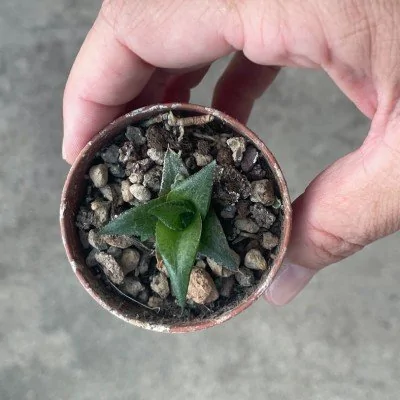 Haworthia tessellata venosa