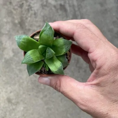 Haworthia radula kinjo