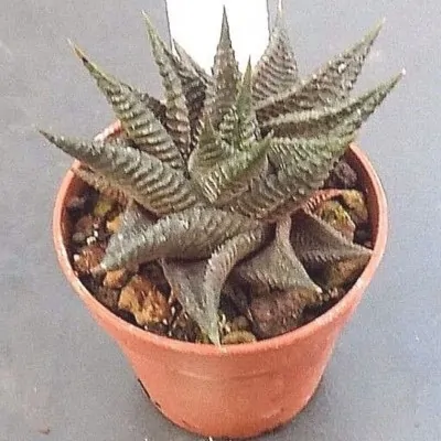 Haworthia Limifolia spiralis