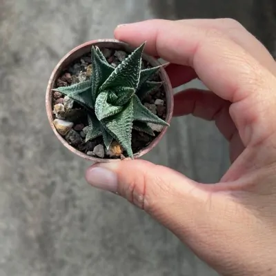 Haworthia Limifolia spiralis