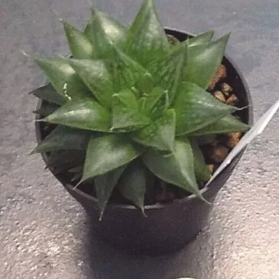 Haworthia cymbiformis v. obesa