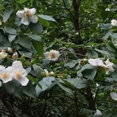 Stewartia Ovata cm. 30/40