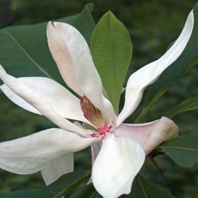 Magnolia Macrophylla cm. 40...