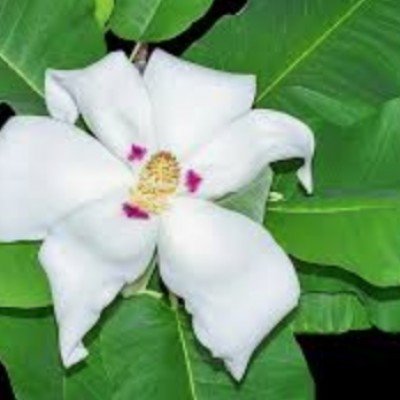 Magnolia Macrophylla cm. 40...