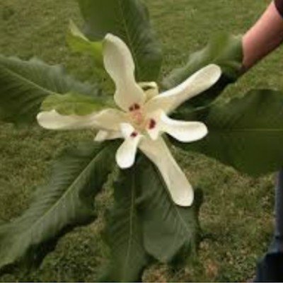 Magnolia Macrophylla cm. 40...