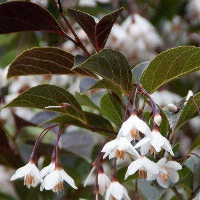 Styrax japonicus 'Purple...